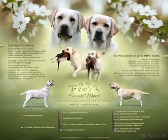 Labradorský retrívr - štěňata s PP
