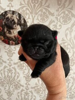 Mops s PP