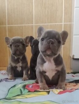 Francouzský buldoček – fenka lilac tan (jasně modrá s pálení