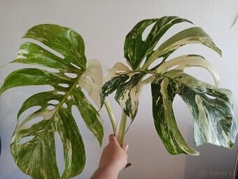 Monstera albo variegata top řízek