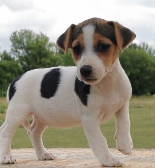 Jack Russel Terier