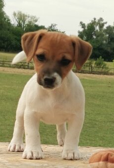 Jack Russel Terier
