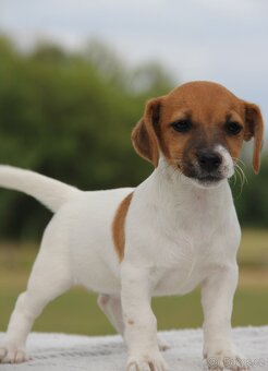 Jack Russel Terier