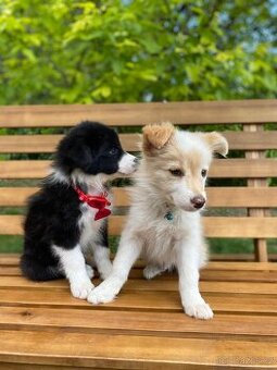 Predaj border collie