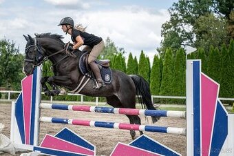 Shagya arab (pony kategorie B)