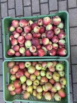 Jablka na uskladnění