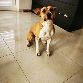 Americký stafordšírský teriér s PP (fena) - daruji