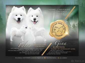 SAMOJED/SAMOYED štěně