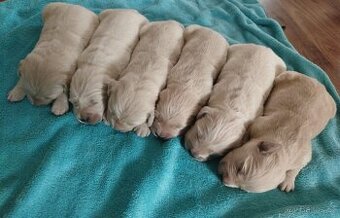 Zlatý retrívr vánoční štěňátka