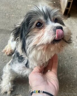 Biewer-jorkšír terier