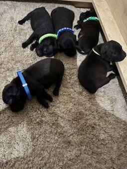 Štěňátka Stafordšírského bullteriéra s PP