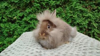 Zakrslý králík, králíček -(lvíček)-NATANIEL