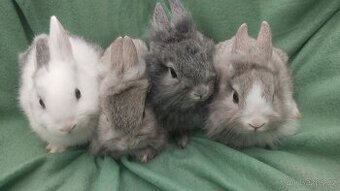 Zakrslý králík lvíček, beránek králíček