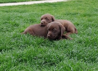 Čokoládový labrador