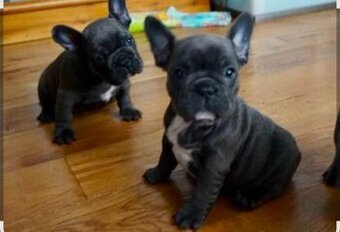 Francouzsky buldoček