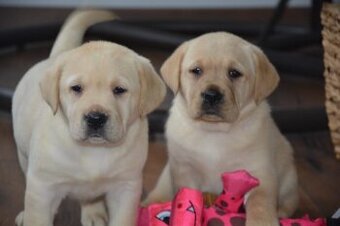 Labrador - 2 chlapečci