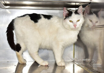 Našel se kocour v Hluboké nad Vltavou