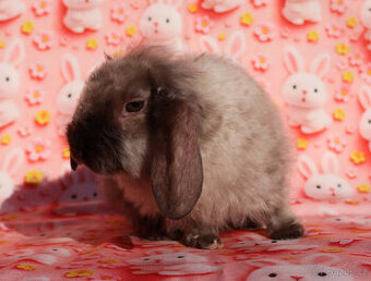 Zakrslý satén rex LT beránek sameček .