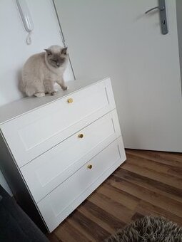 Prodám pulroční kotě