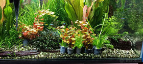 akvarijní rostlinky