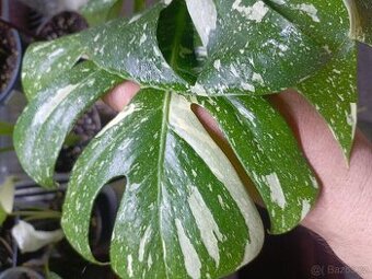 Monstera thai