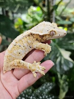 Pagekon řasnatý / ciliatus - samice