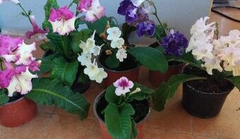 Streptocarpus, tořivka - mladé rostlinky