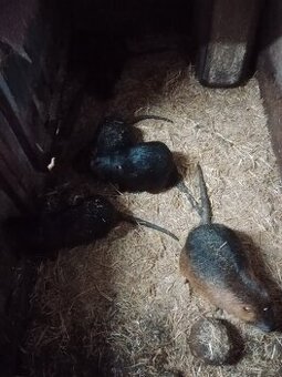 Nutrie - 1