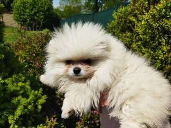 Pomeranian - 1