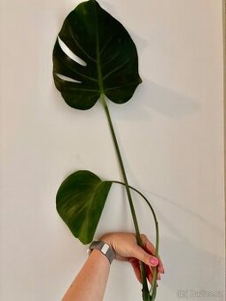 Monstera Deliciosa - pokojová rostlina