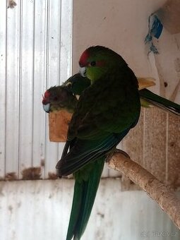 Kakariki