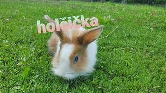 Zakrslý králíček pet mazlíček