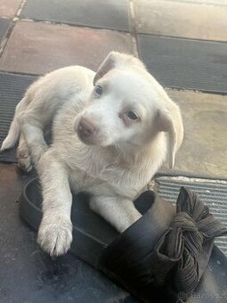 Jack Russell