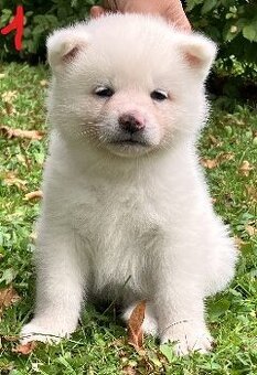 Akita Inu s PP