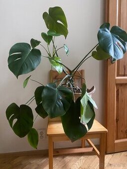 Velká monstera i s květináčem
