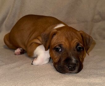 Americký stafordšírský teriér s PP