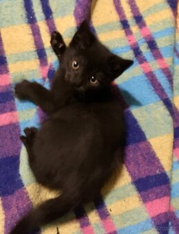 Vyhozená maminka s koťátky - 1