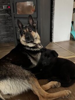 Štěně Německý ovčák