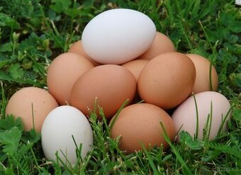 Prodej vajíček z ekologické chovu