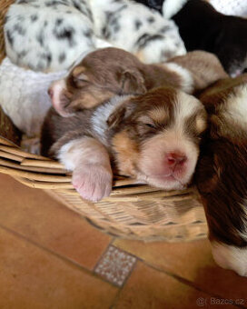 australský ovčák s pp - 1