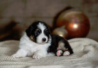 australský ovčák s pp