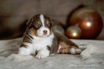 australský ovčák s pp