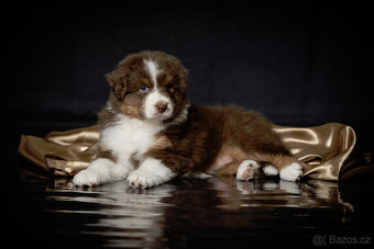 australský ovčák s pp