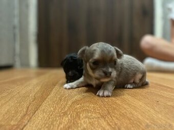 Dlouhosrstá čivava bez pp. kluk