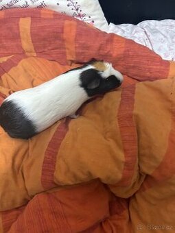 daruji dvě krásné holčičky morcatek