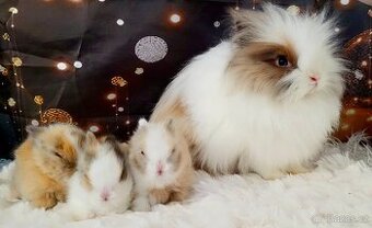 Zakrslý teddy kralík