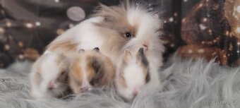 Zakrslý teddy kralík