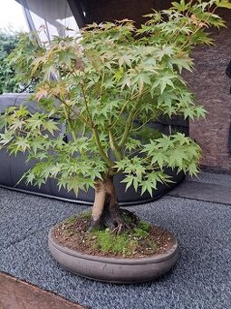 Bonsaj,bonsai Javor