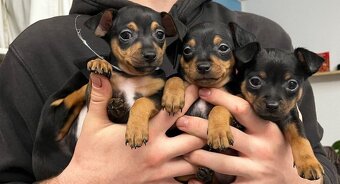 Pražský Krysařík