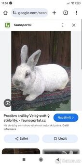 Koupím samce velký světlý stříbřitý